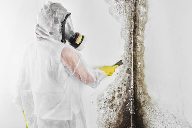 Best Preventive Mold Services in Azle, TX