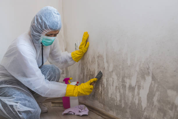 Best DIY Mold Remediation Support Services in Azle, TX