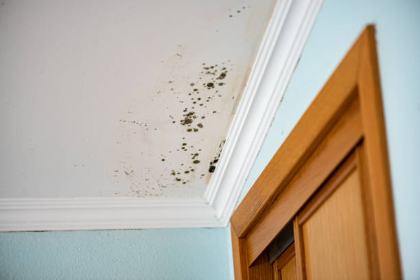 Best Mold Testing and Inspection Services in Azle, TX