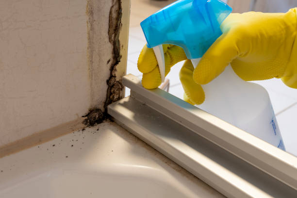 Best Basement Mold Remediation in Azle, TX