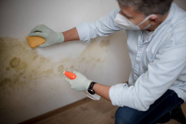 Best Kitchen Mold Remediation in Azle, TX