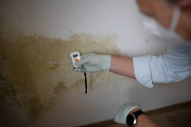 Best Mold Remediation for Specific Building Types in Azle, TX