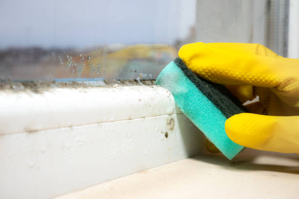 Best Preventive Mold Services in Azle, TX