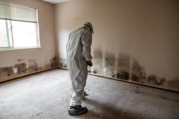 Best Residential Mold Remediation in Azle, TX