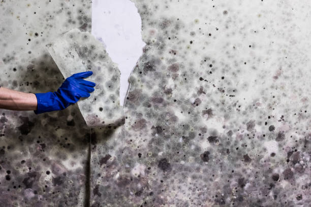 Best Bathroom Mold Remediation in Azle, TX