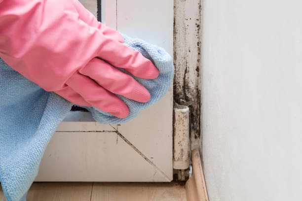 Best Residential Mold Remediation in Azle, TX