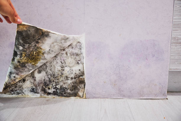 Best Insurance-Related Mold Remediation in Azle, TX